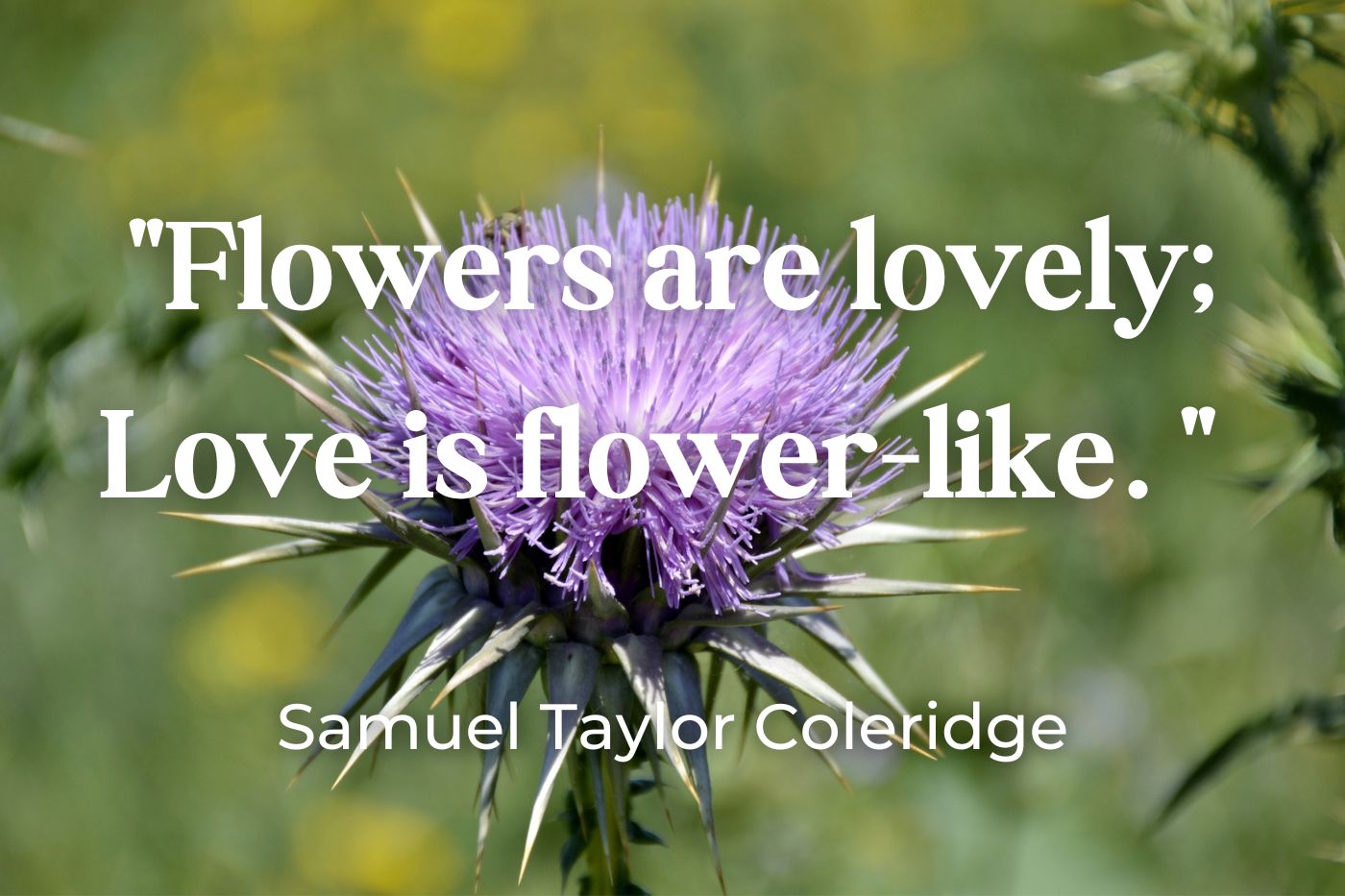 100 citas inspiradoras sobre las flores (+ imágenes)