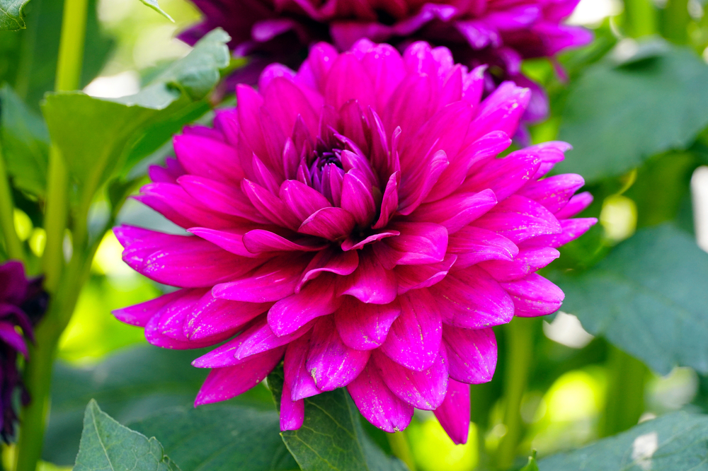 Dinner Plate Dahlias 101 How To Grow And Care For Them