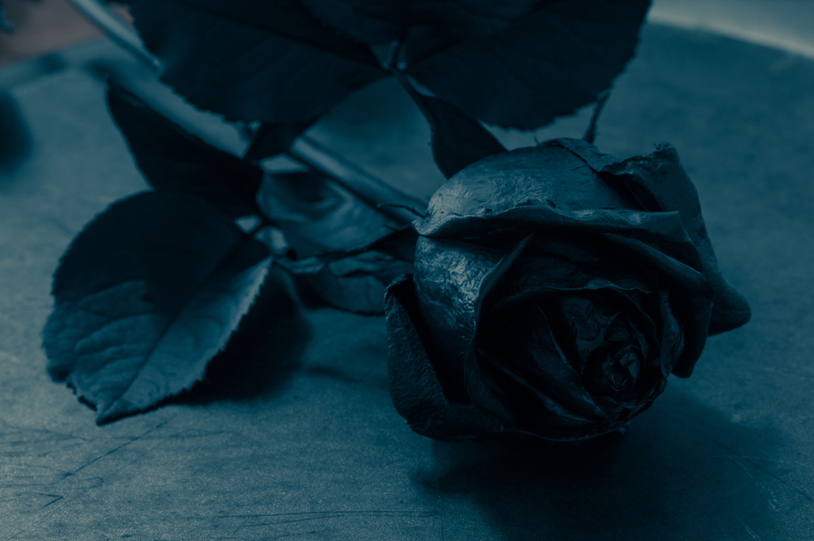 Rosa Nera: significato e origine – Eternal Roses Milano