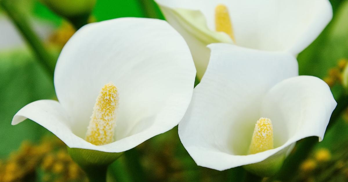 What to Do When Your Calla Lilies Droop Their Heads
